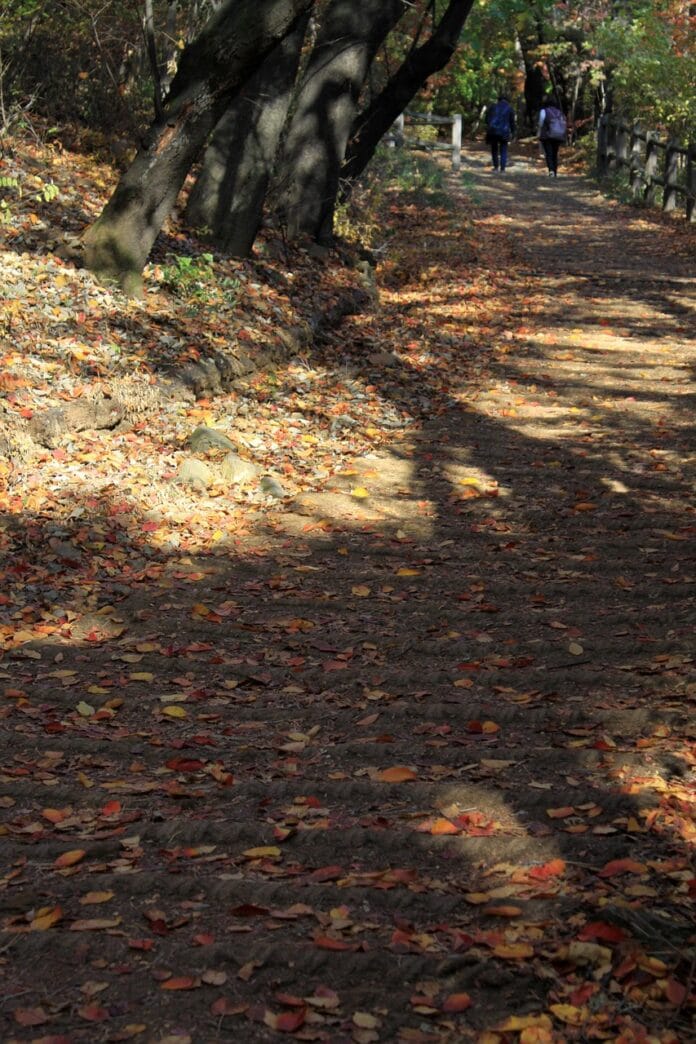 gray_rhee-hiking-trails-4617917_1280
